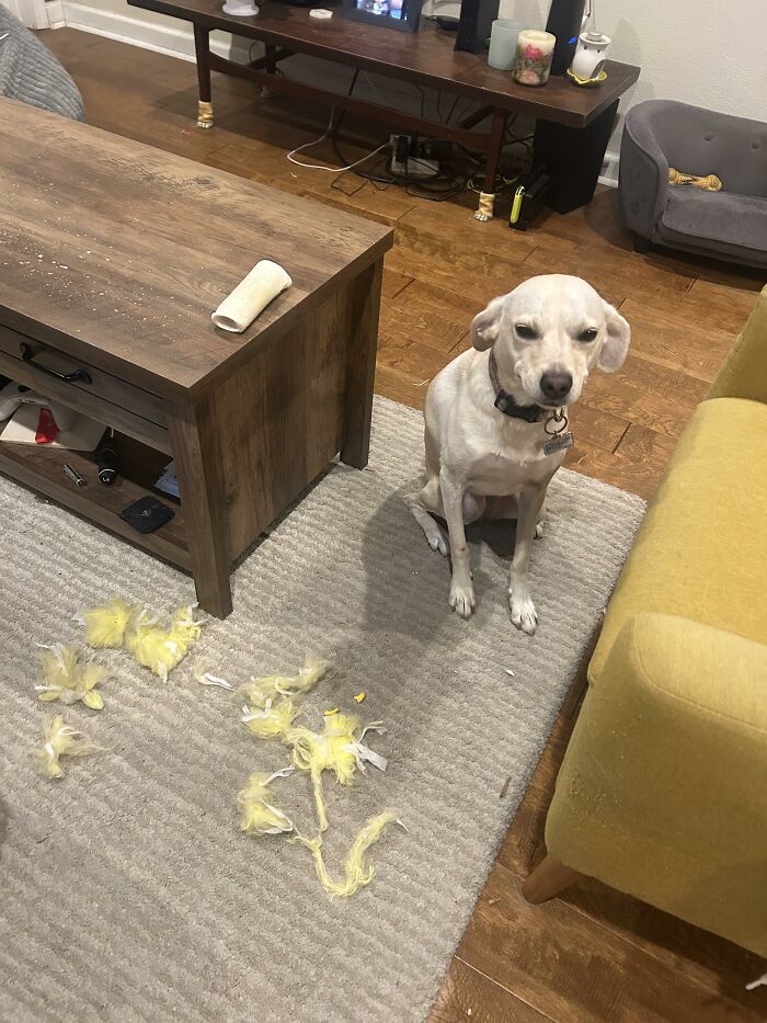 88 Times Dogs Decided Peace Is Too Boring And Went Looking For Trouble
