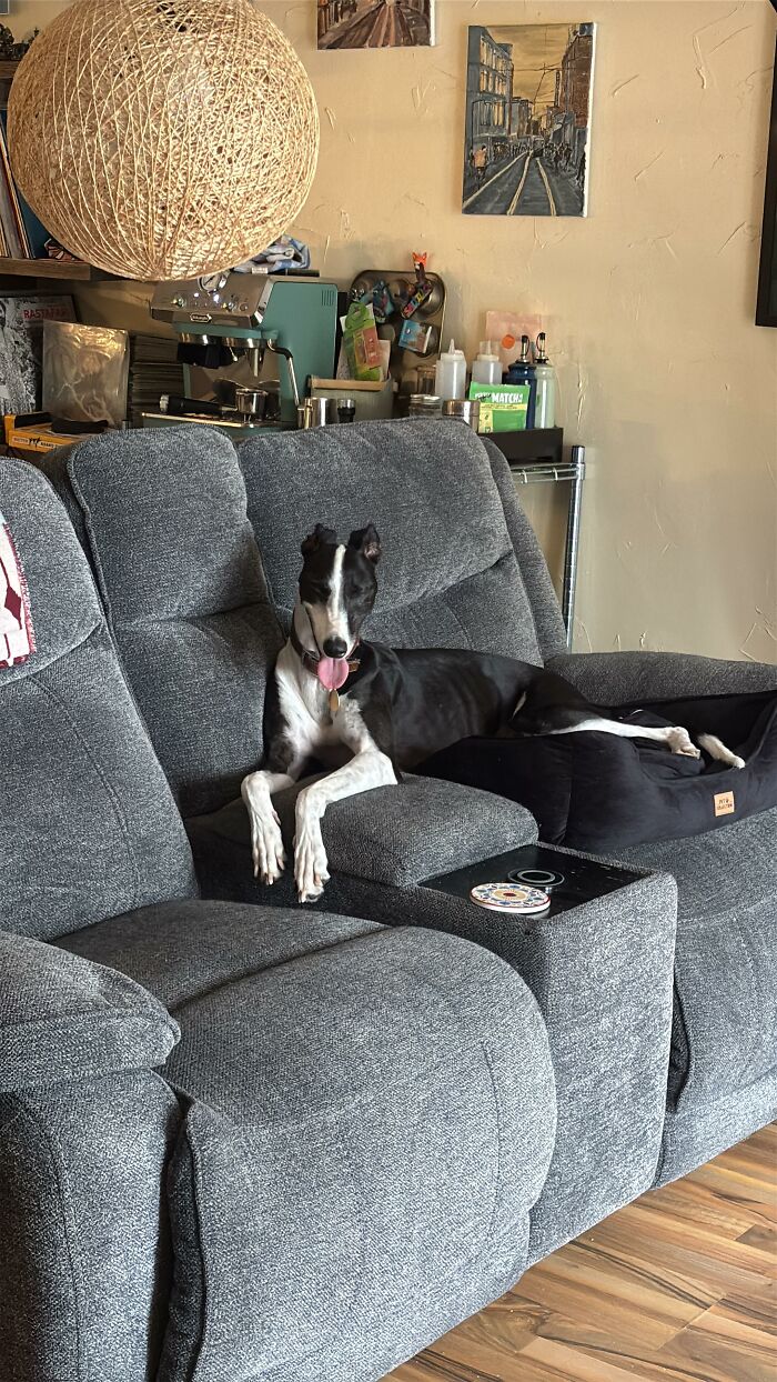88 Times Dogs Decided Peace Is Too Boring And Went Looking For Trouble