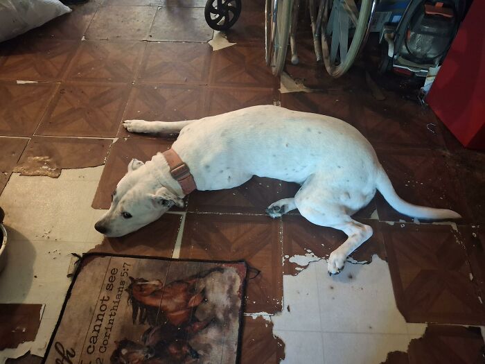 88 Times Dogs Decided Peace Is Too Boring And Went Looking For Trouble