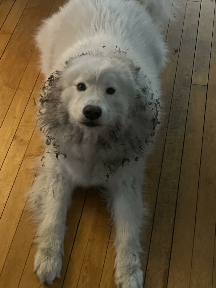 88 Times Dogs Decided Peace Is Too Boring And Went Looking For Trouble