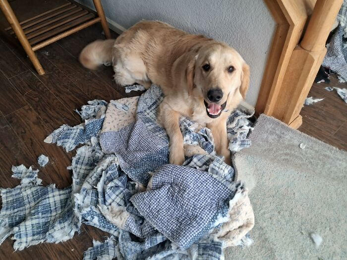 88 Times Dogs Decided Peace Is Too Boring And Went Looking For Trouble