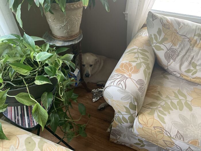 88 Times Dogs Decided Peace Is Too Boring And Went Looking For Trouble