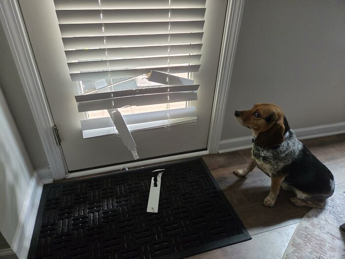 88 Times Dogs Decided Peace Is Too Boring And Went Looking For Trouble