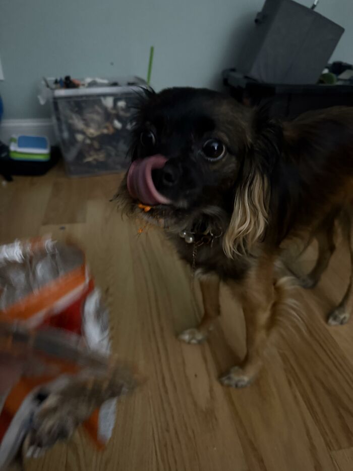 88 Times Dogs Decided Peace Is Too Boring And Went Looking For Trouble
