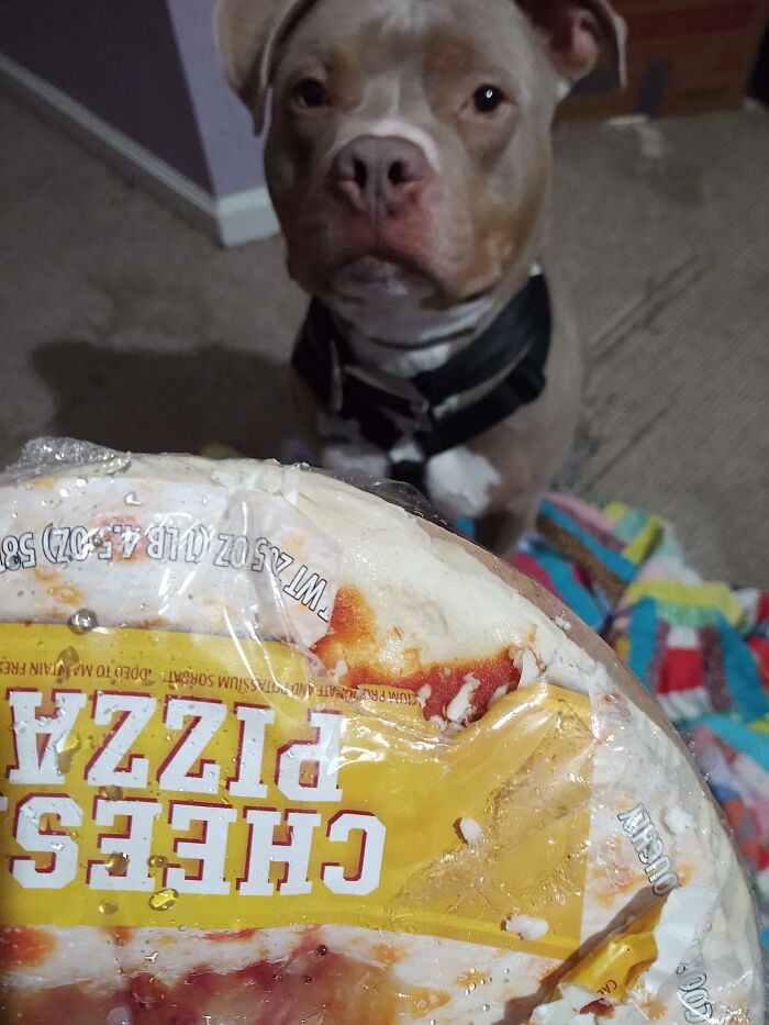 88 Times Dogs Decided Peace Is Too Boring And Went Looking For Trouble