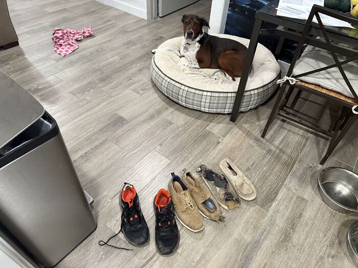 88 Times Dogs Decided Peace Is Too Boring And Went Looking For Trouble
