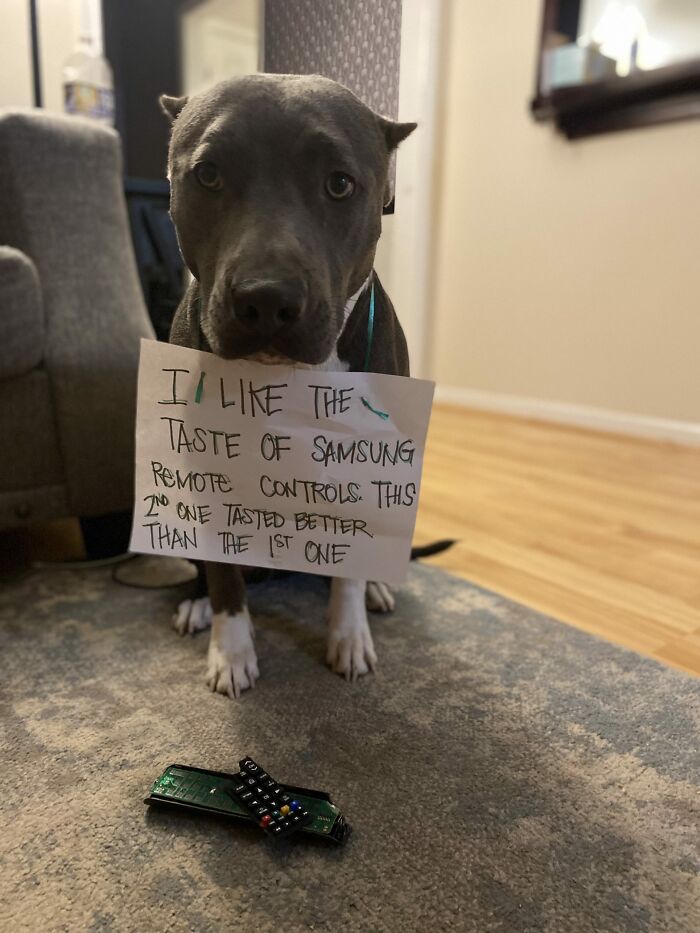 88 Times Dogs Decided Peace Is Too Boring And Went Looking For Trouble