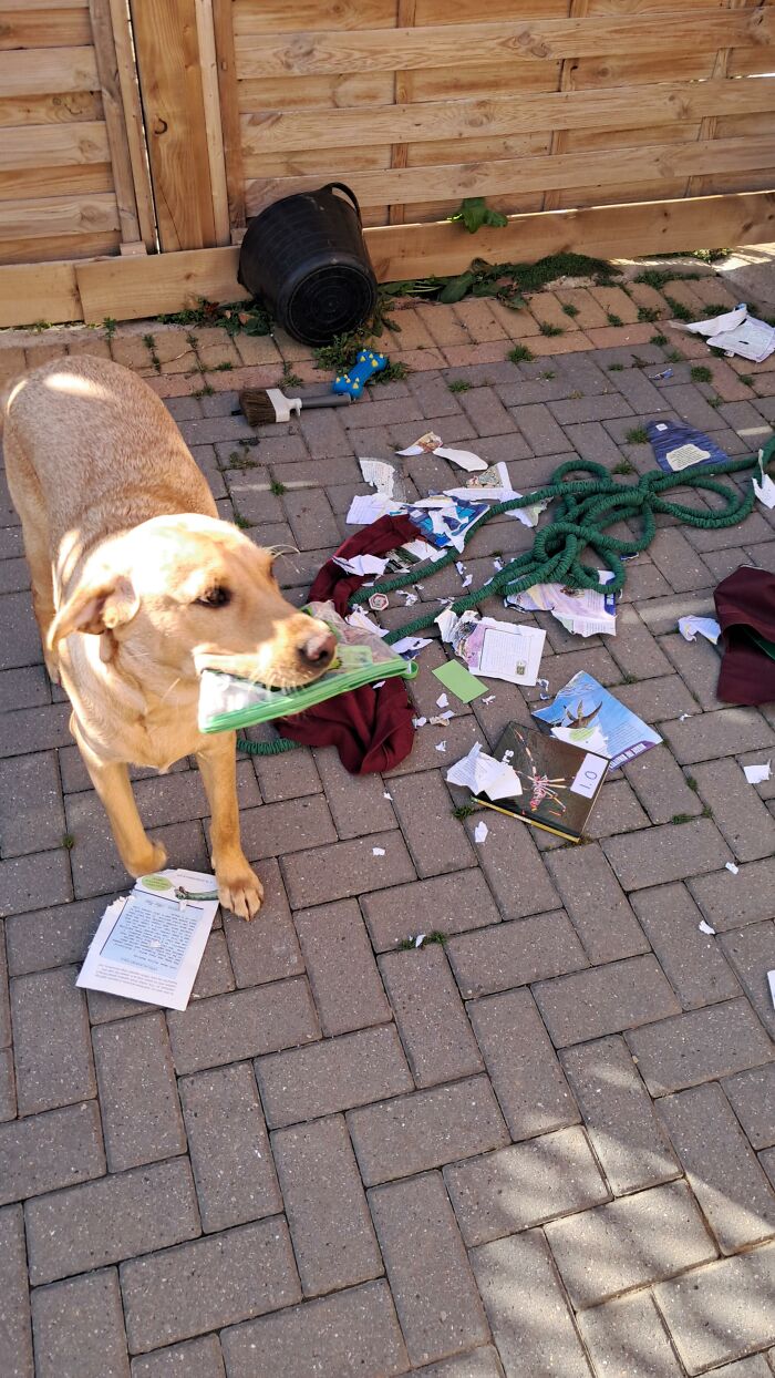 88 Times Dogs Decided Peace Is Too Boring And Went Looking For Trouble