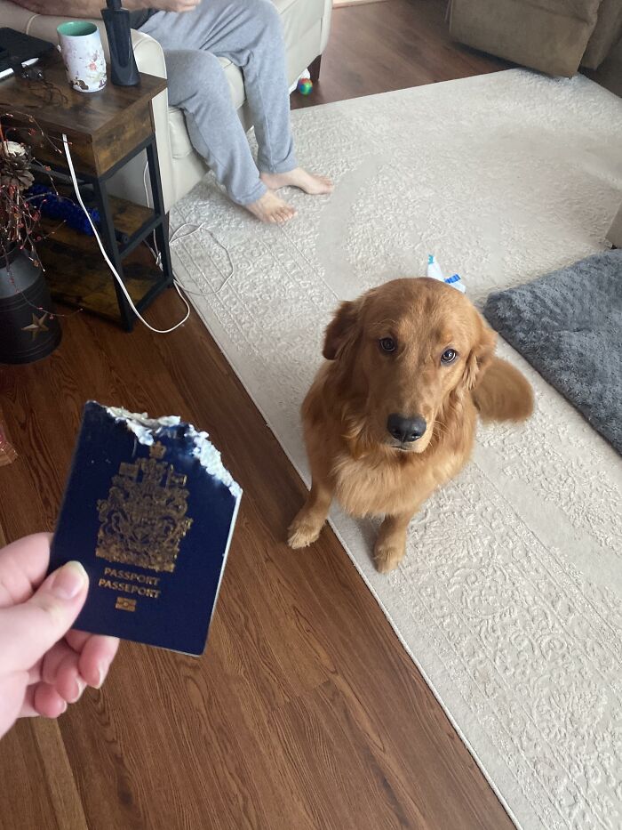 88 Times Dogs Decided Peace Is Too Boring And Went Looking For Trouble