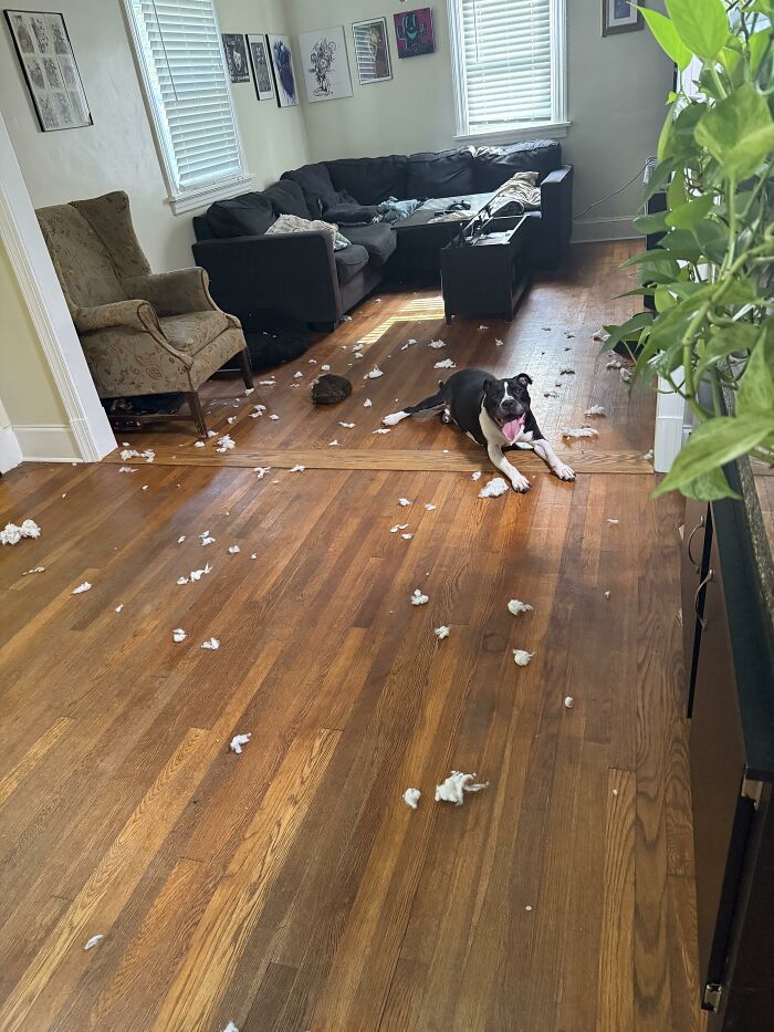 88 Times Dogs Decided Peace Is Too Boring And Went Looking For Trouble