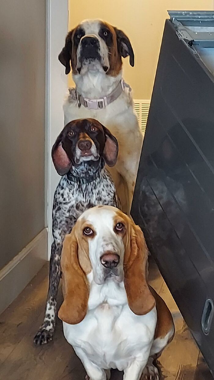 88 Times Dogs Decided Peace Is Too Boring And Went Looking For Trouble
