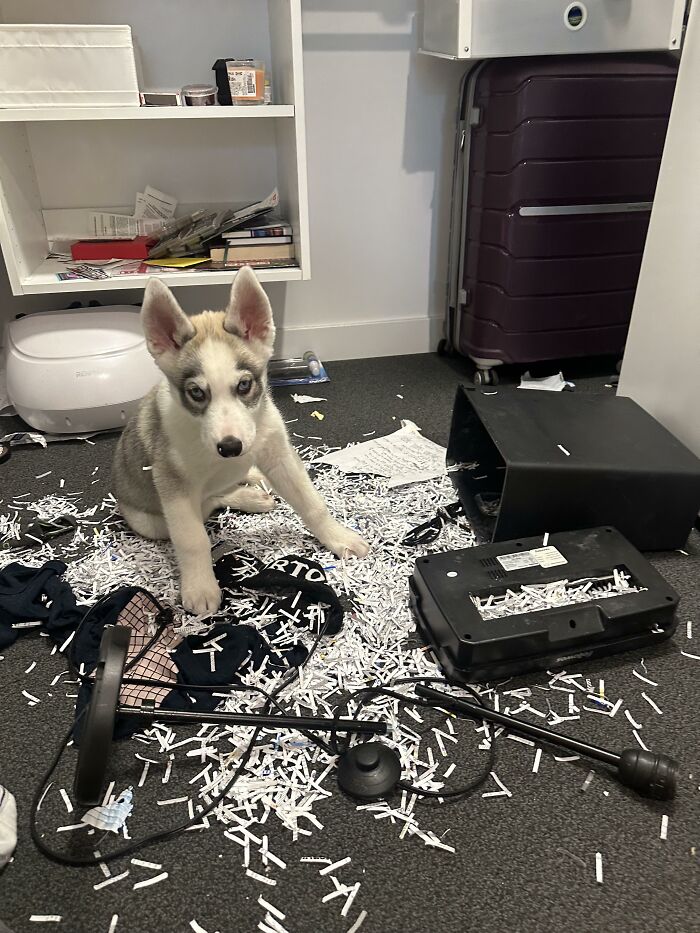 88 Times Dogs Decided Peace Is Too Boring And Went Looking For Trouble