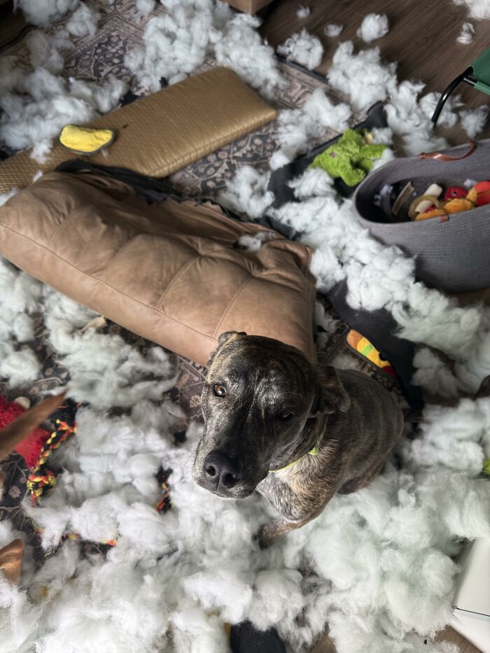 88 Times Dogs Decided Peace Is Too Boring And Went Looking For Trouble