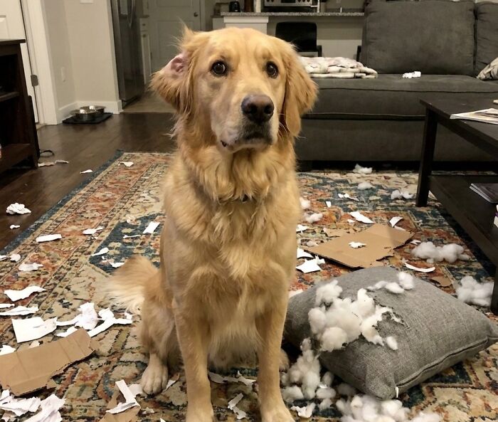 88 Times Dogs Decided Peace Is Too Boring And Went Looking For Trouble