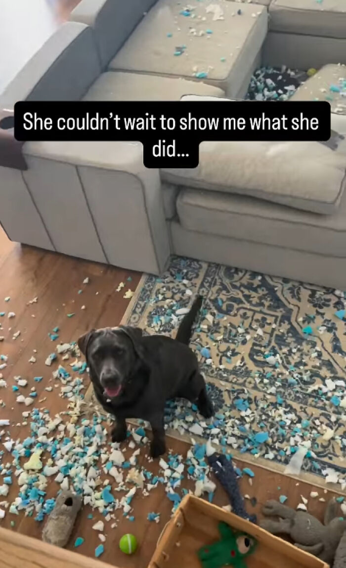 88 Times Dogs Decided Peace Is Too Boring And Went Looking For Trouble