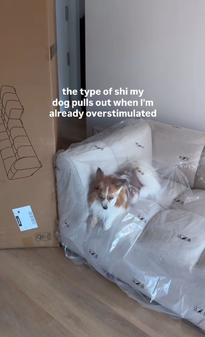 88 Times Dogs Decided Peace Is Too Boring And Went Looking For Trouble