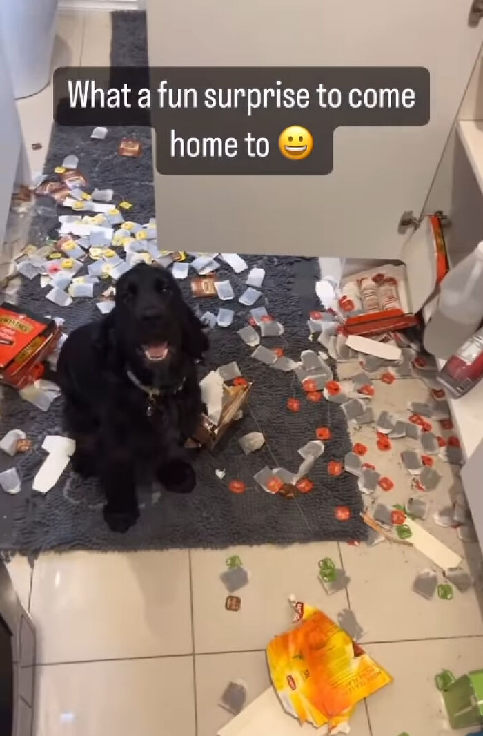88 Times Dogs Decided Peace Is Too Boring And Went Looking For Trouble