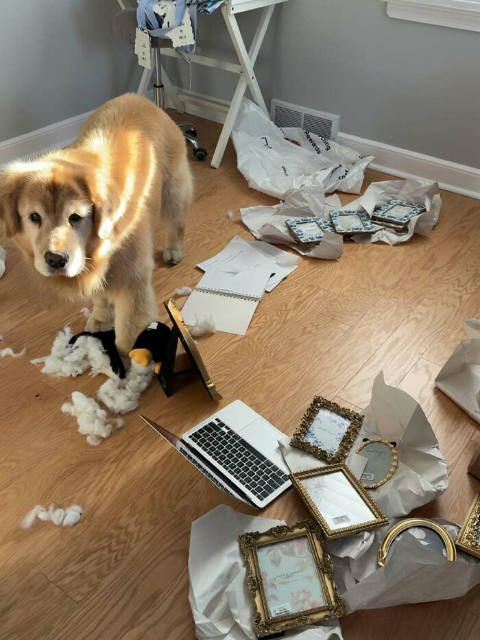 88 Times Dogs Decided Peace Is Too Boring And Went Looking For Trouble