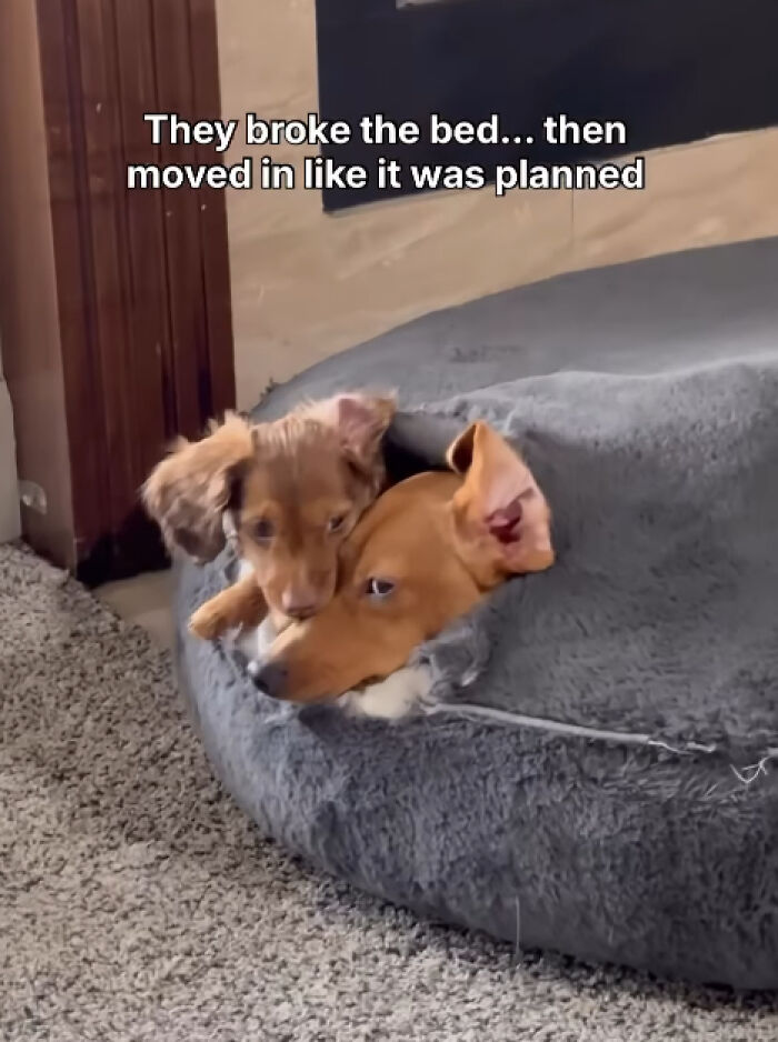 88 Times Dogs Decided Peace Is Too Boring And Went Looking For Trouble