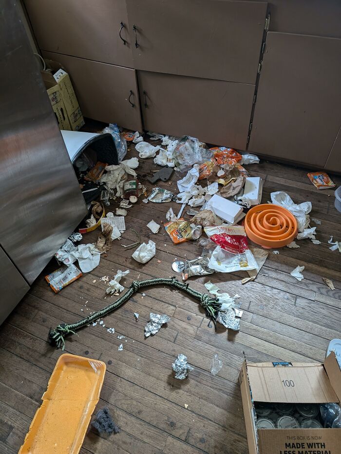 88 Times Dogs Decided Peace Is Too Boring And Went Looking For Trouble