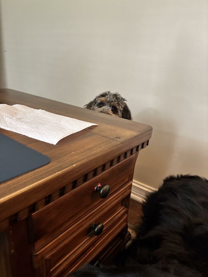 88 Times Dogs Decided Peace Is Too Boring And Went Looking For Trouble