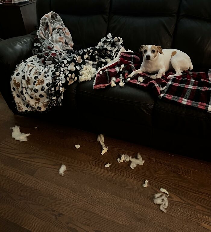 88 Times Dogs Decided Peace Is Too Boring And Went Looking For Trouble