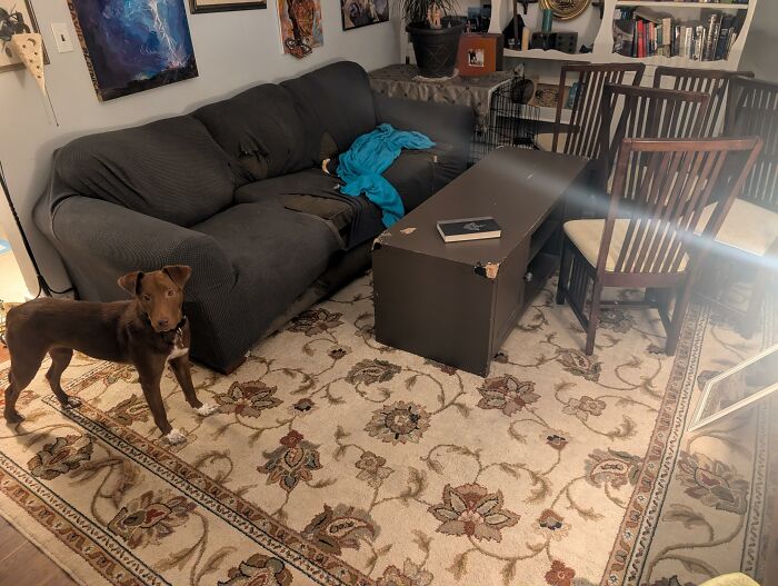 88 Times Dogs Decided Peace Is Too Boring And Went Looking For Trouble