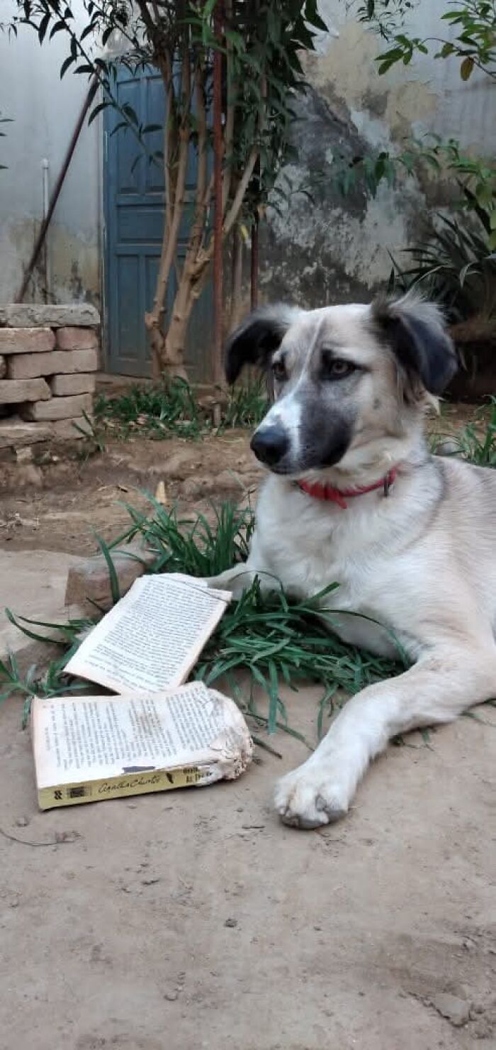 88 Times Dogs Decided Peace Is Too Boring And Went Looking For Trouble