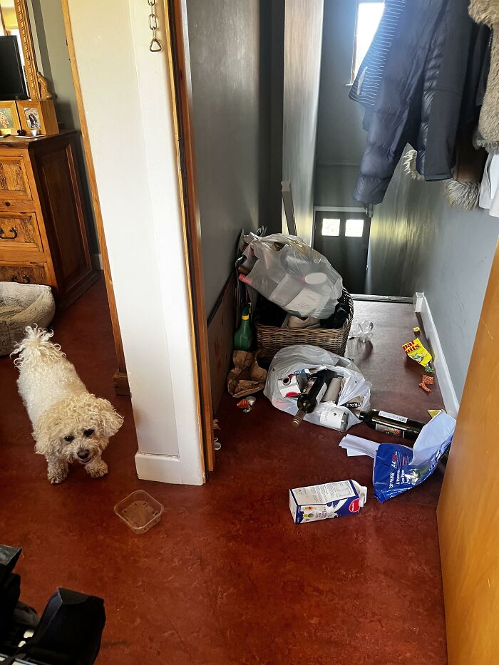 88 Times Dogs Decided Peace Is Too Boring And Went Looking For Trouble