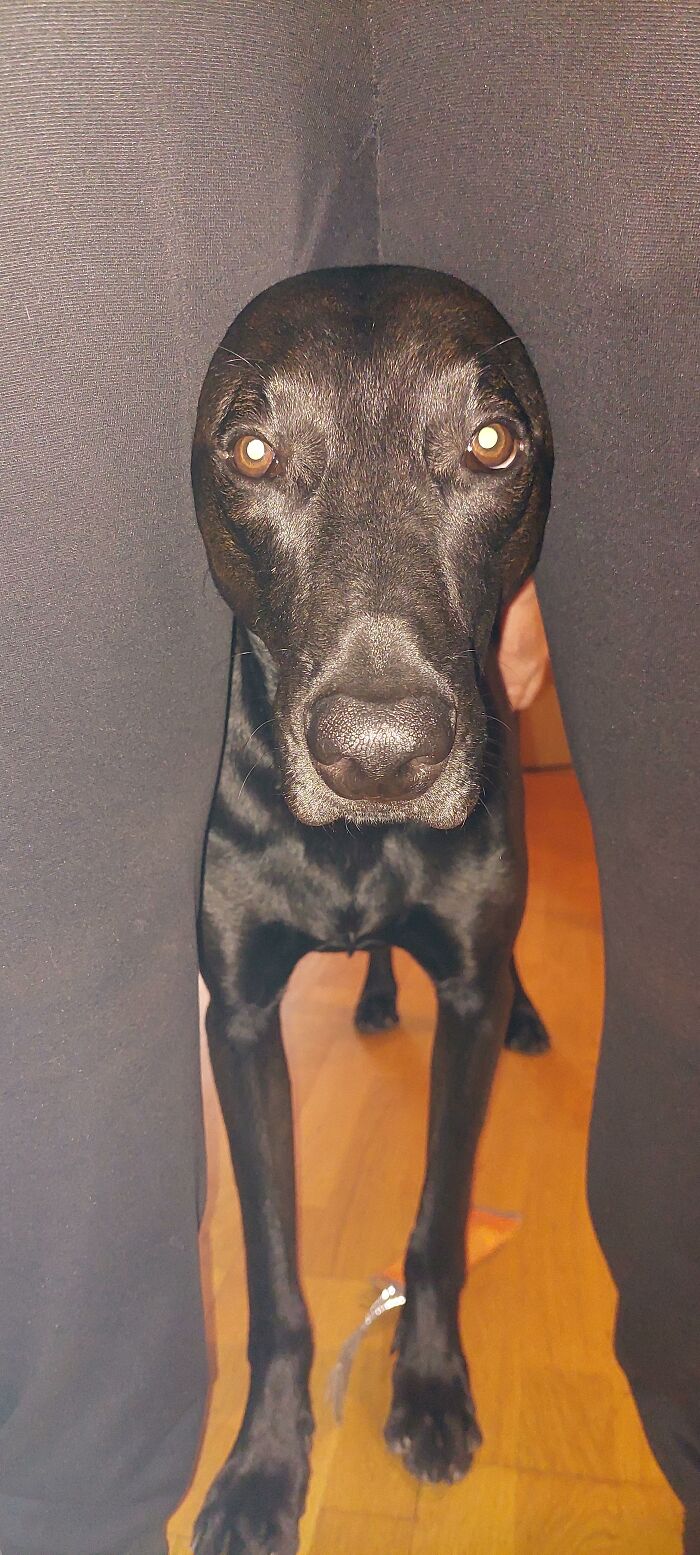 88 Times Dogs Decided Peace Is Too Boring And Went Looking For Trouble