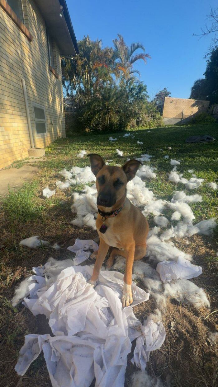 88 Times Dogs Decided Peace Is Too Boring And Went Looking For Trouble