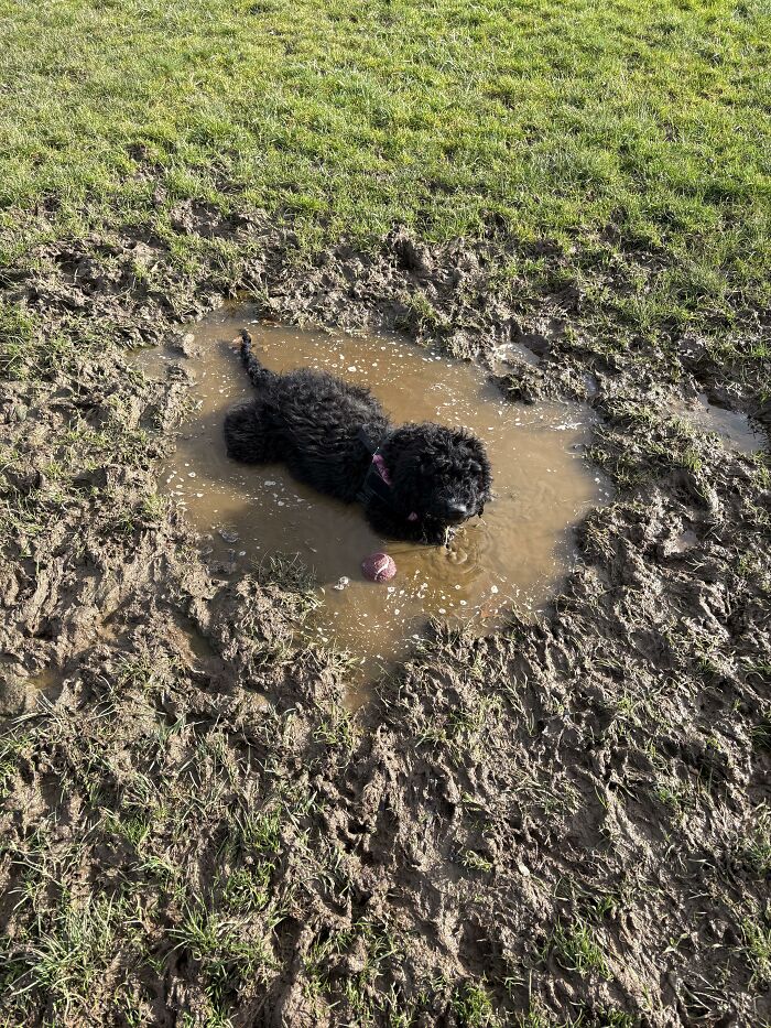 88 Times Dogs Decided Peace Is Too Boring And Went Looking For Trouble