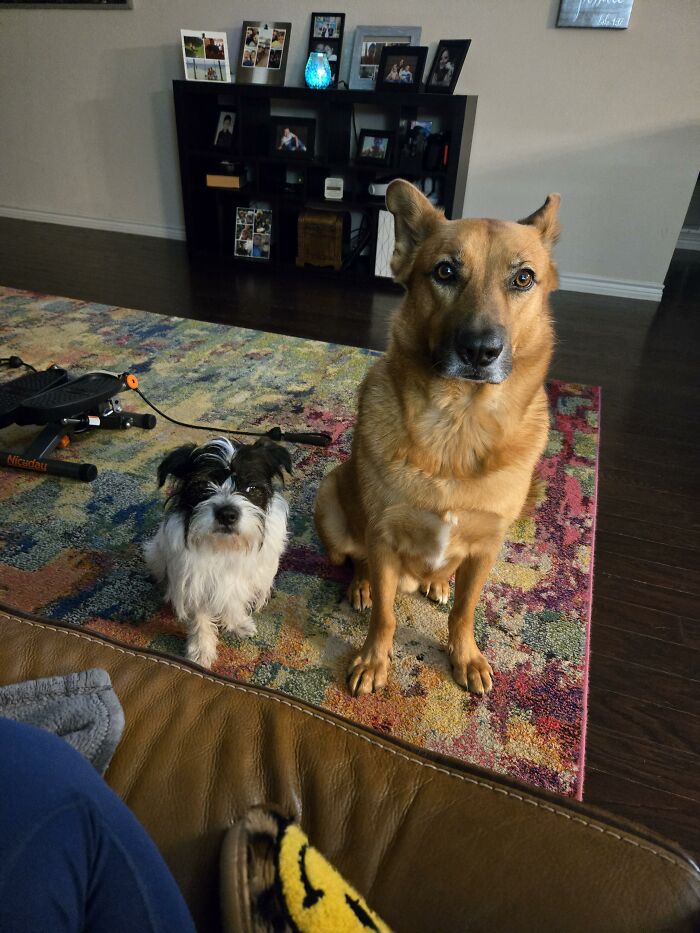 88 Times Dogs Decided Peace Is Too Boring And Went Looking For Trouble