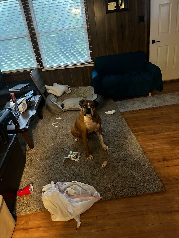 88 Times Dogs Decided Peace Is Too Boring And Went Looking For Trouble