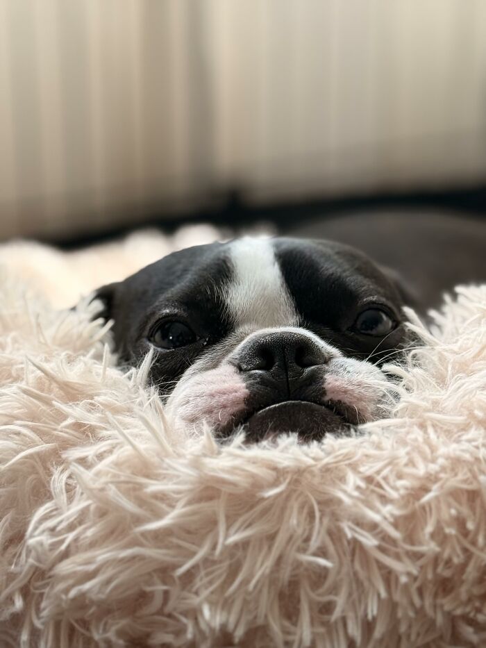 88 Times Dogs Decided Peace Is Too Boring And Went Looking For Trouble