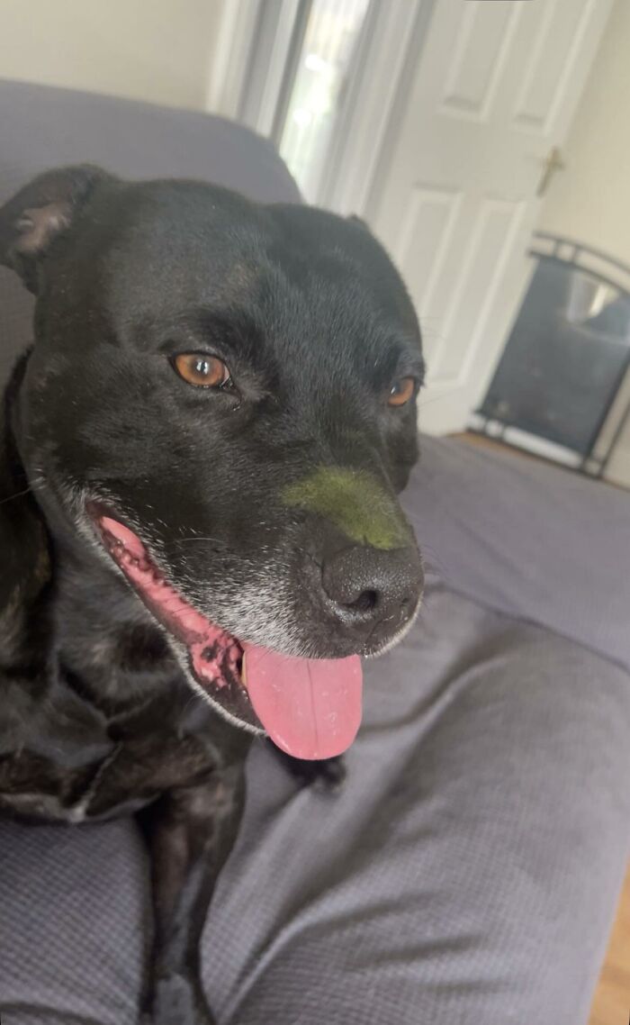 88 Times Dogs Decided Peace Is Too Boring And Went Looking For Trouble