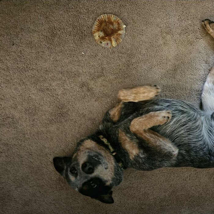 88 Times Dogs Decided Peace Is Too Boring And Went Looking For Trouble