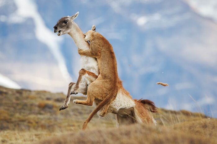 45 Incredible Wildlife Photos That Won Over The Judges Of The 2026 Siena Photo Awards