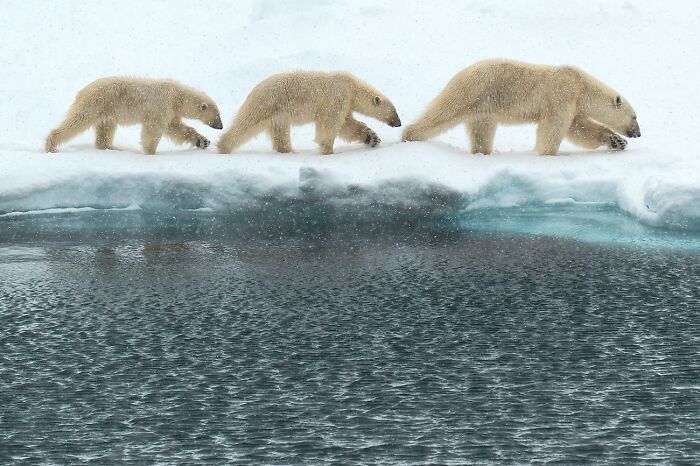 45 Incredible Wildlife Photos That Won Over The Judges Of The 2026 Siena Photo Awards