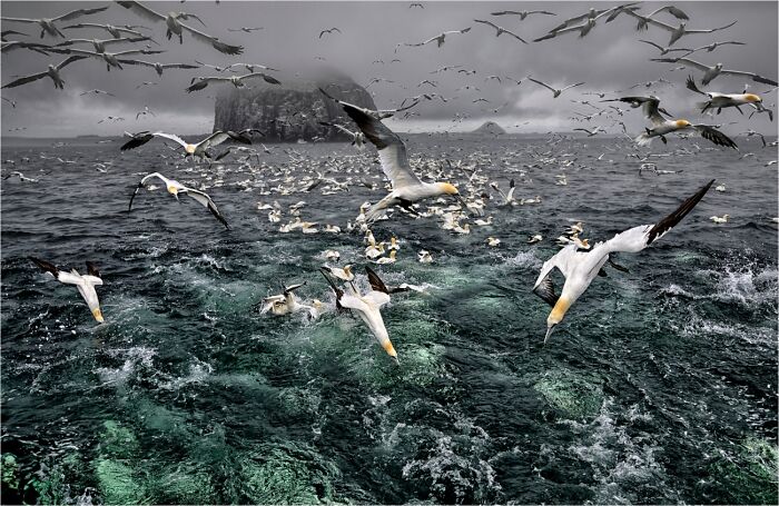 45 Incredible Wildlife Photos That Won Over The Judges Of The 2026 Siena Photo Awards