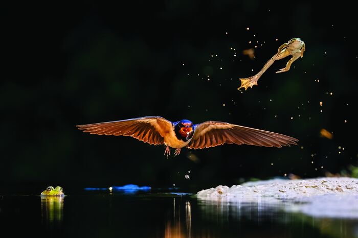 45 Incredible Wildlife Photos That Won Over The Judges Of The 2026 Siena Photo Awards