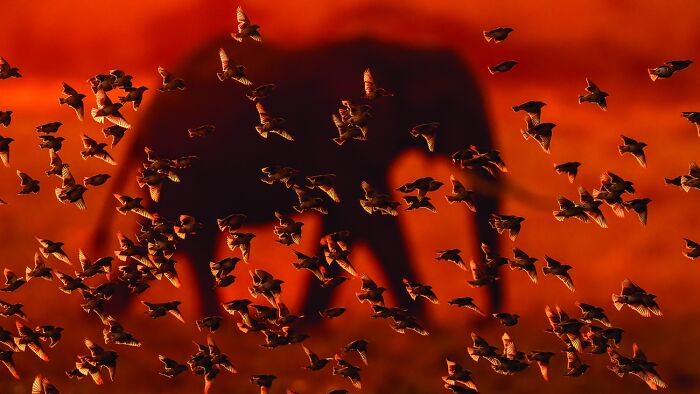 45 Incredible Wildlife Photos That Won Over The Judges Of The 2026 Siena Photo Awards