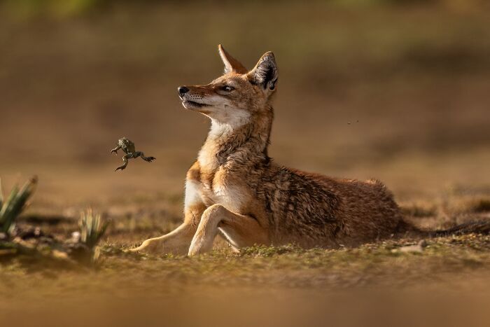 45 Incredible Wildlife Photos That Won Over The Judges Of The 2026 Siena Photo Awards