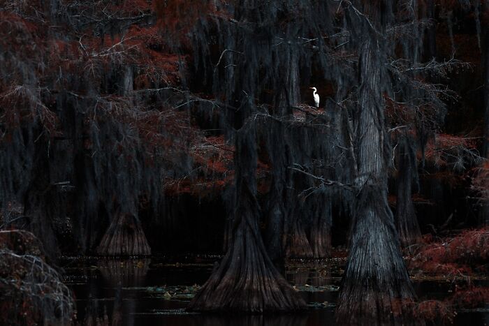 45 Incredible Wildlife Photos That Won Over The Judges Of The 2026 Siena Photo Awards