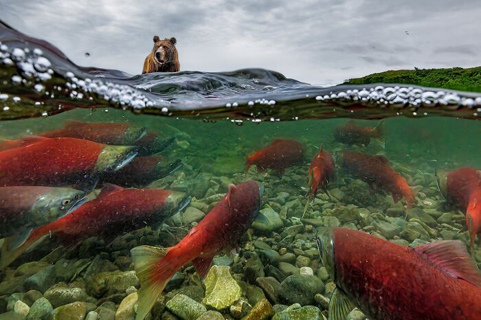 45 Incredible Wildlife Photos That Won Over The Judges Of The 2026 Siena Photo Awards