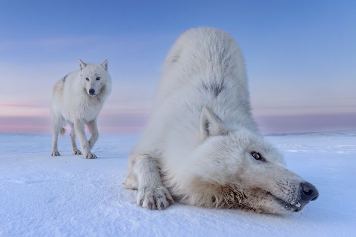 45 Incredible Wildlife Photos That Won Over The Judges Of The 2026 Siena Photo Awards