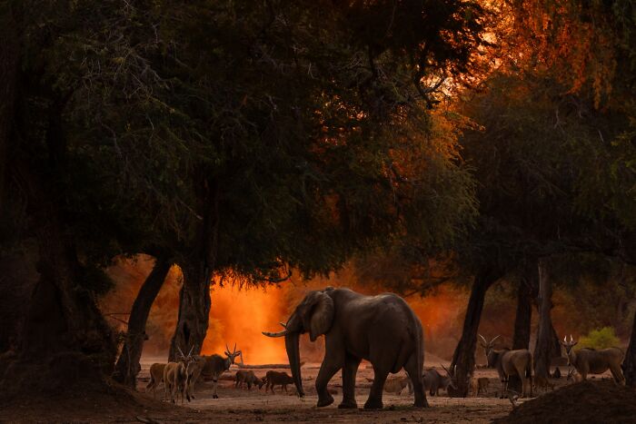 45 Incredible Wildlife Photos That Won Over The Judges Of The 2026 Siena Photo Awards