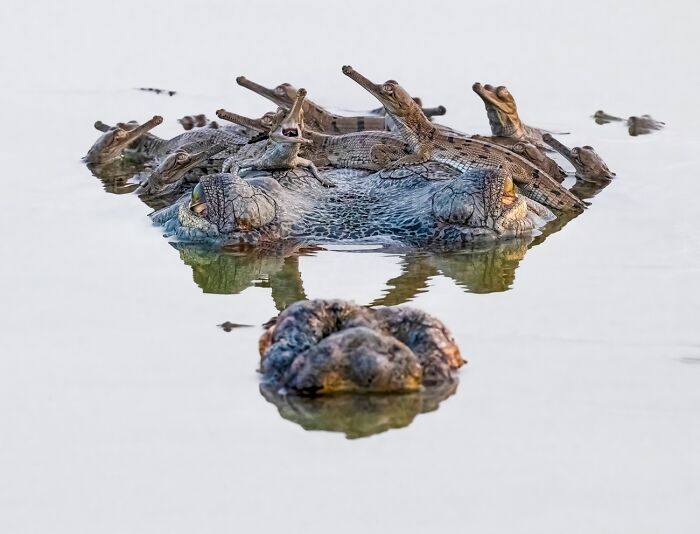 45 Incredible Wildlife Photos That Won Over The Judges Of The 2026 Siena Photo Awards