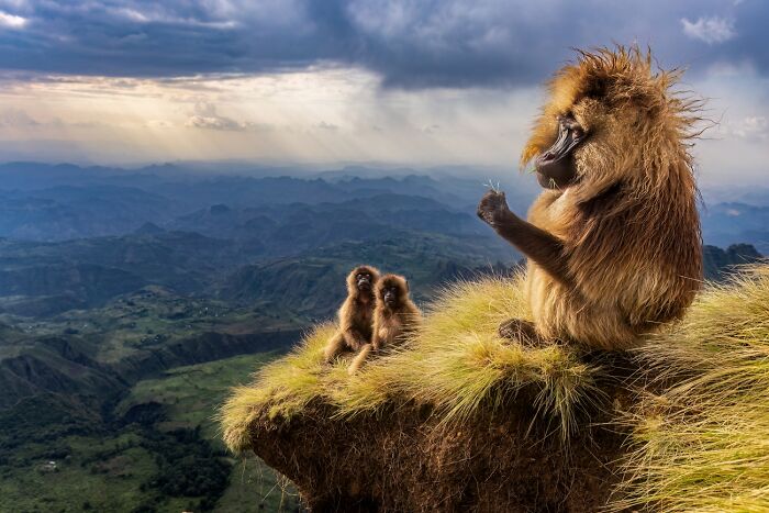 45 Incredible Wildlife Photos That Won Over The Judges Of The 2026 Siena Photo Awards