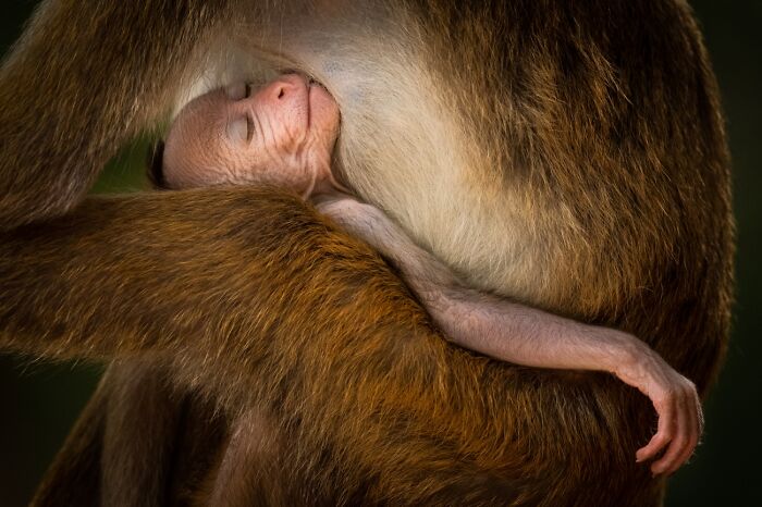45 Incredible Wildlife Photos That Won Over The Judges Of The 2026 Siena Photo Awards